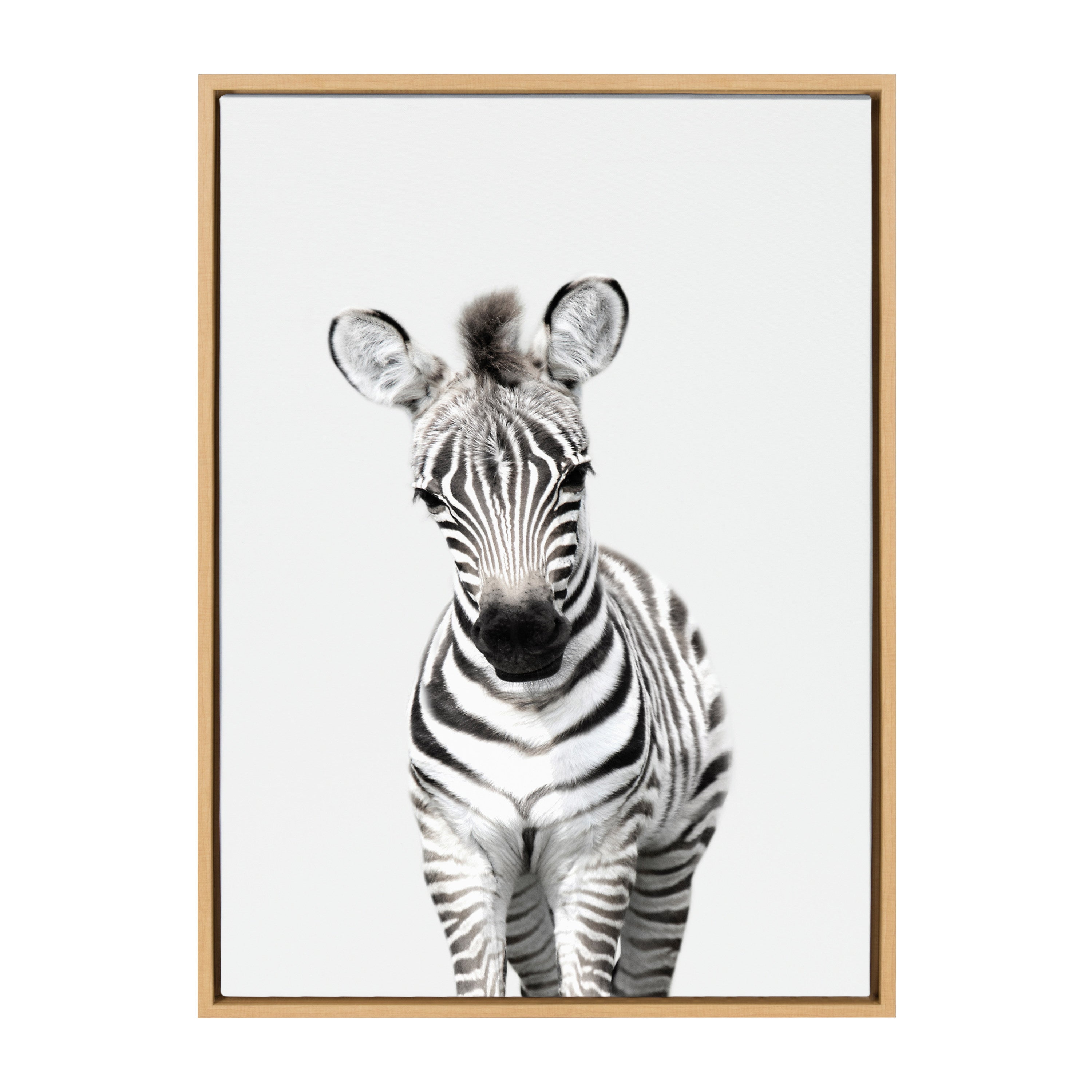 Sylvie Baby Zebra Framed Canvas by Amy Peterson by kateandlaurel - product image 16 for Resin Society