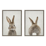 Front and back portraits of a brown and gray rabbit with large ears; front view shows face, rear view shows fluffy tail; both on neutral textured backgrounds.