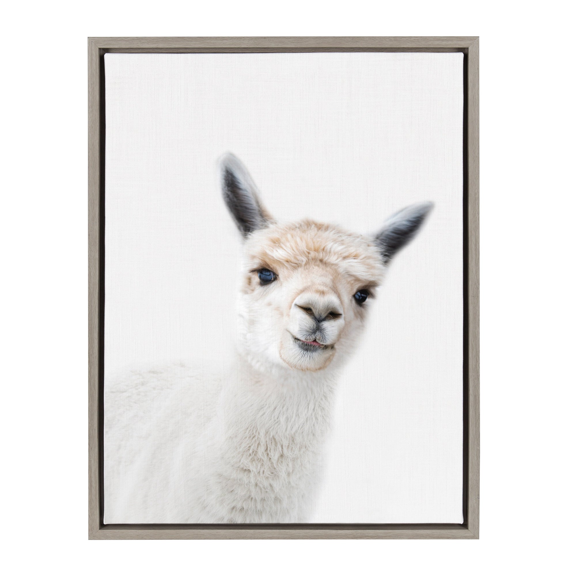 Sylvie Animal Studio Alpaca Framed Canvas by Amy Peterson Art Studio