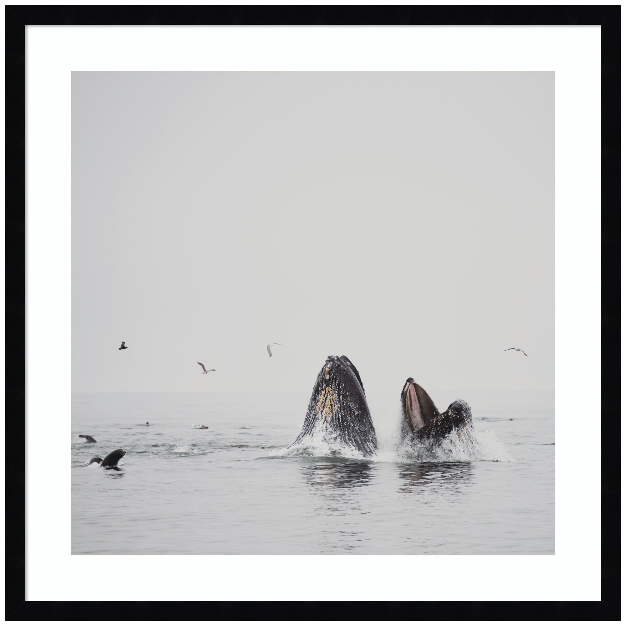 Humpback Whales No.
2 by Laura Evans Framed Wall Art Print
