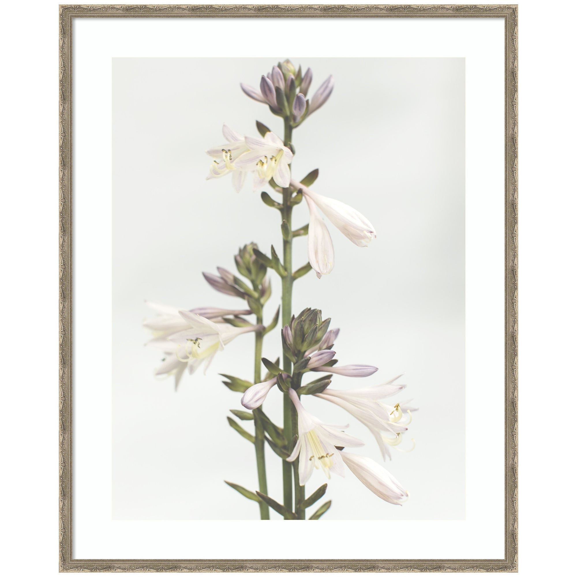 Framed Art Hosta by Alicia Abla