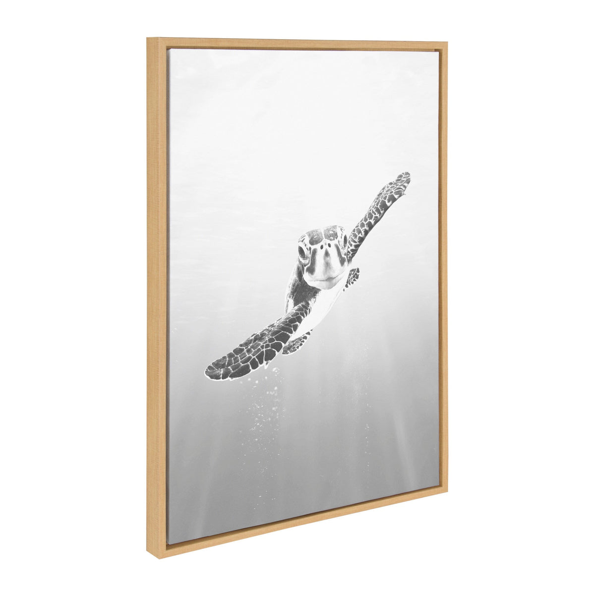 Black and white framed photograph of a sea turtle swimming upwards with its front flippers extended, bubbles rising in the water below.