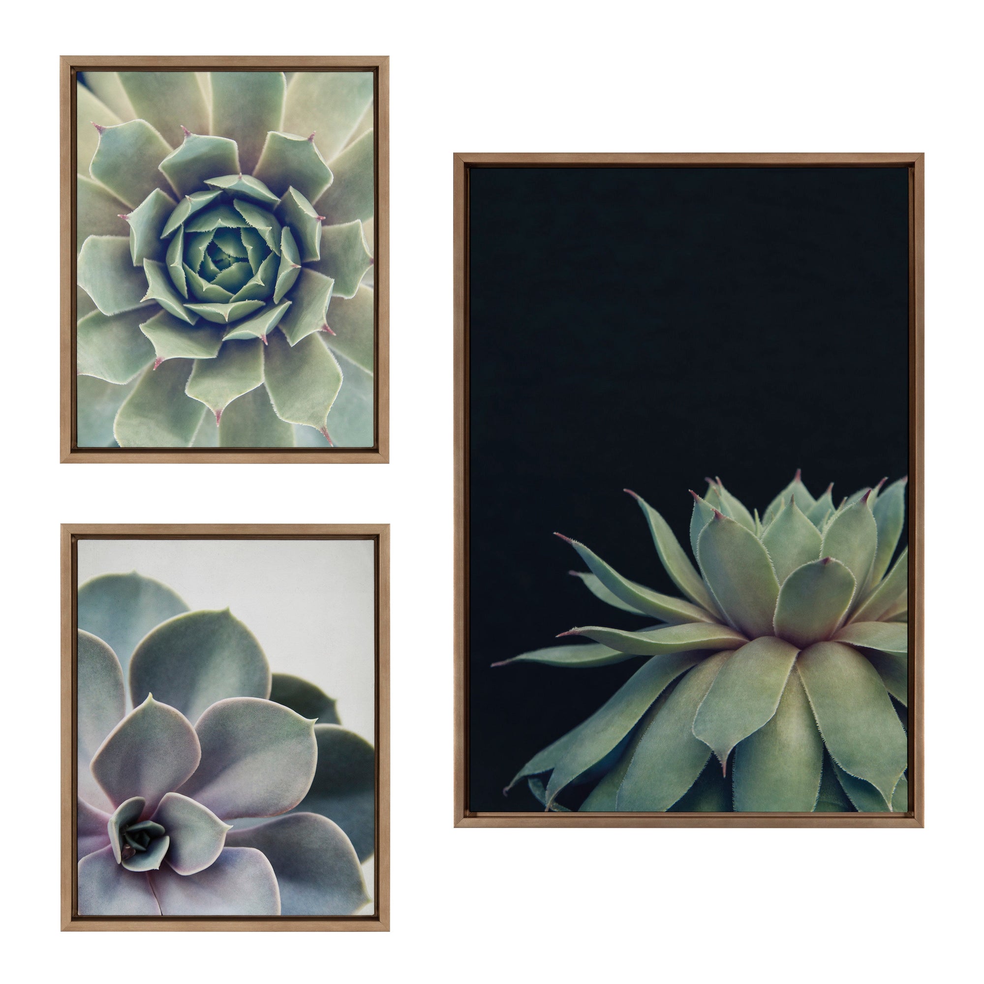 Sylvie Succulent Framed Canvas Set by Emiko and Mark Franzen of F2Images by kateandlaurel - product image 7 for Resin Society