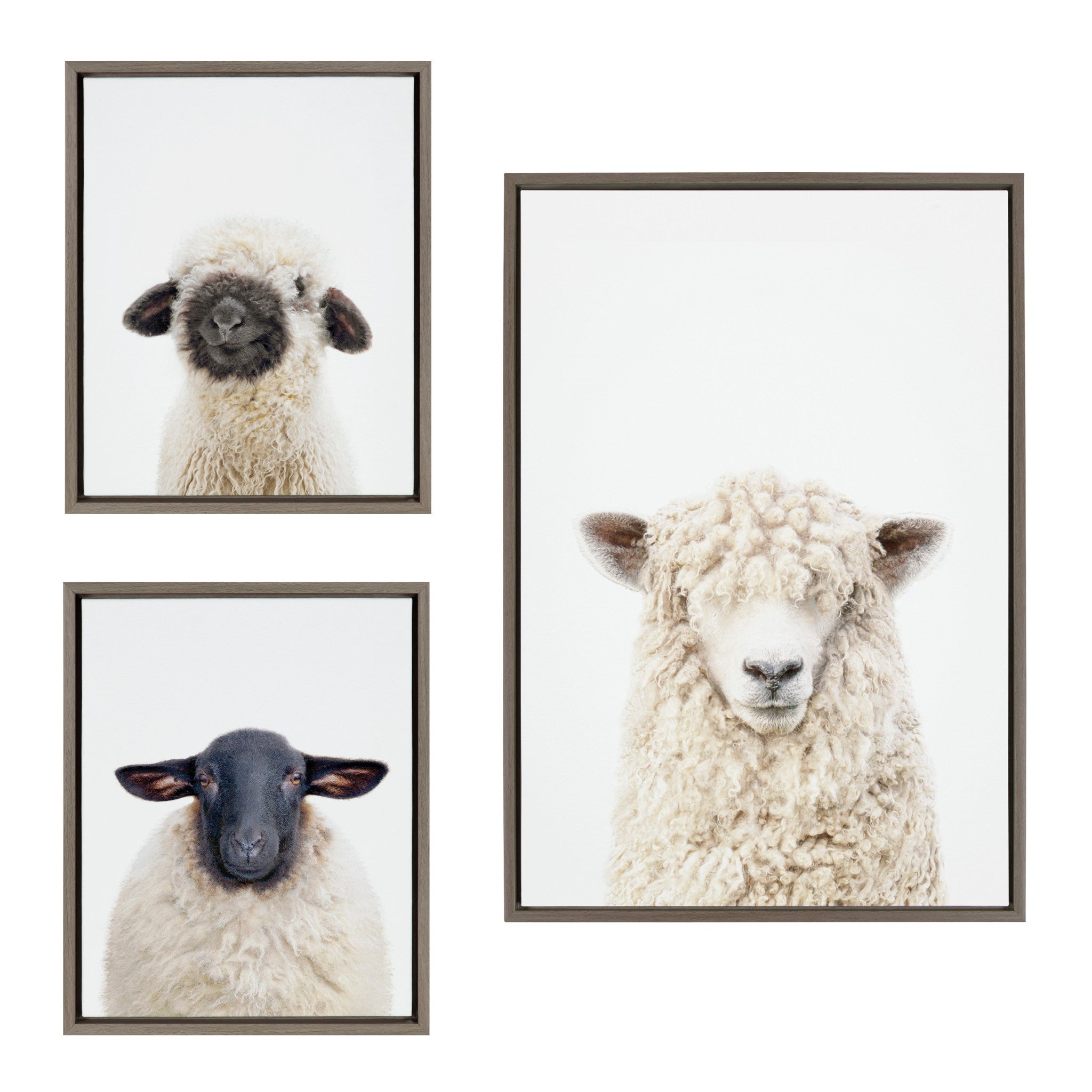 Three-piece framed canvas art set with portraits of black nosed and Dorper sheep, featuring neutral gray tones