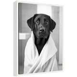 Black Labrador Retriever wrapped in a white towel, sitting indoors against a blurred neutral background, with attentive eyes and slightly floppy ears.