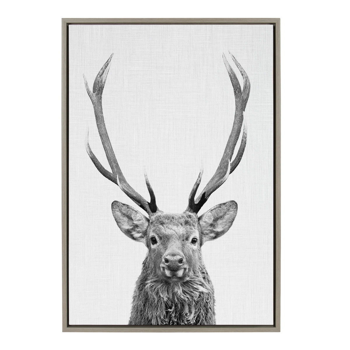 Black and white portrait of a red deer with tall, symmetrical antlers on a textured white background, framed with a simple light wood border.