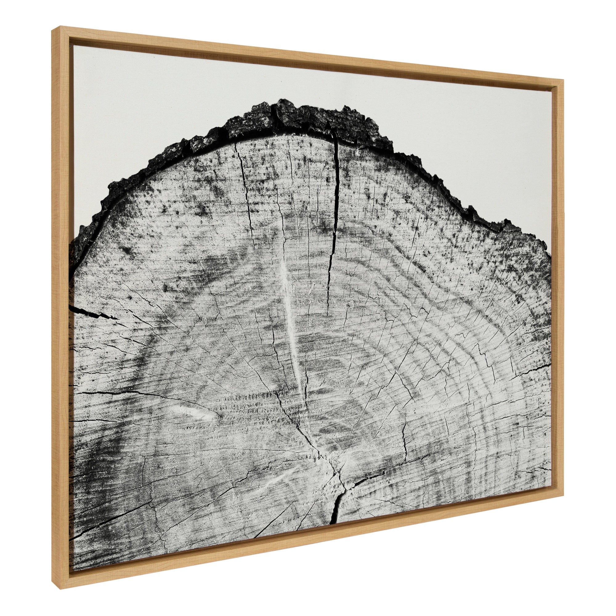 Sylvie Tree Rings BW Framed Canvas by kateandlaurel - product image 7 for Resin Society
