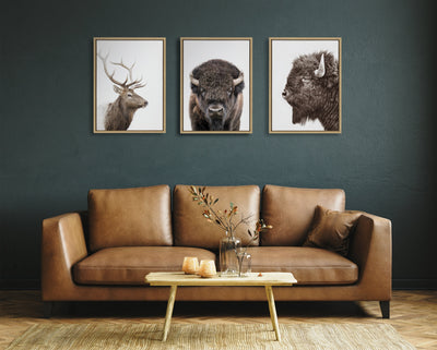 Sylvie Bison Portrait Framed Canvas by Amy Peterson Art Studio