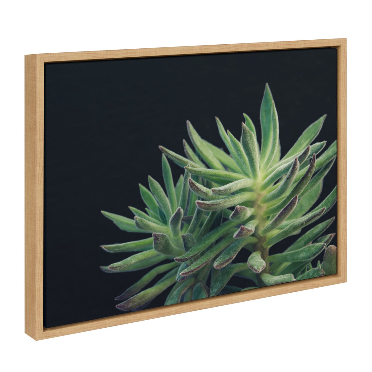 Sylvie Succulent 13 Framed Canvas by kateandlaurel - product image 2 for Resin Society