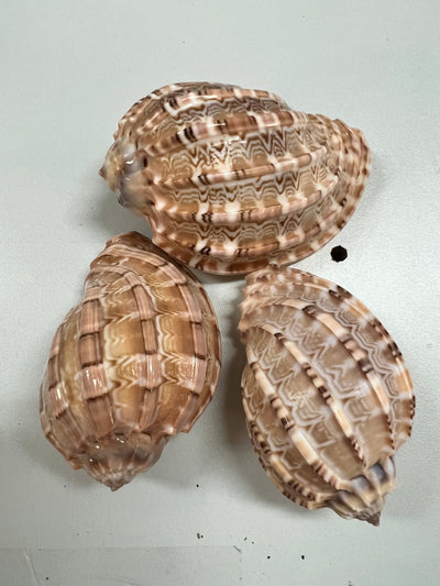 Harpa articularis Shell Harp natural seashell with ribbed texture and sandy tones