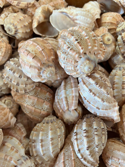 Harpa articularis Shell Harp natural seashell with ribbed texture and sandy tones