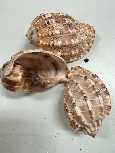 Harpa articularis Shell Harp natural seashell with ribbed texture and sandy tones