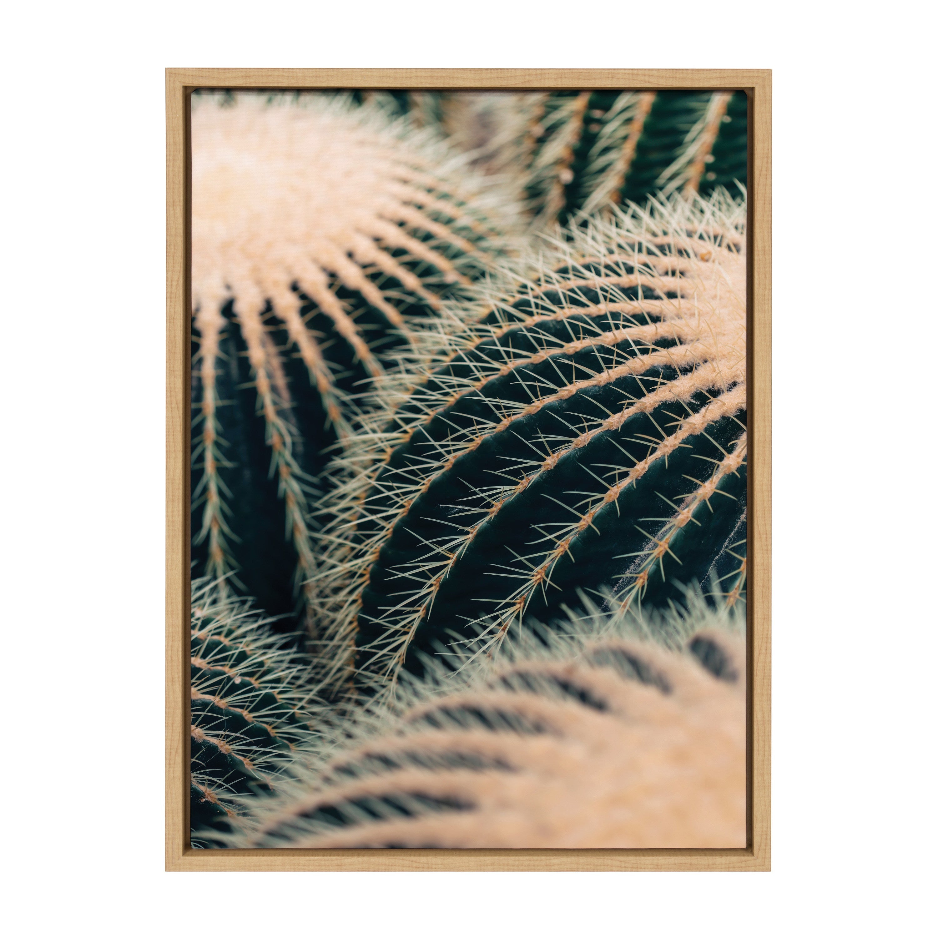 Sylvie Barrel Cactus Framed Canvas by Alicia Bock