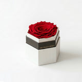 One large red rose displayed inside a white hexagon box