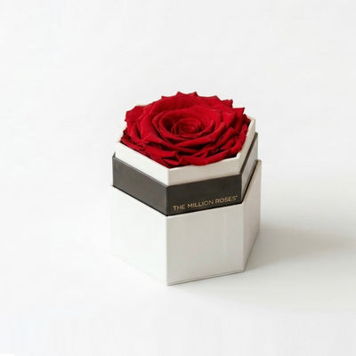 One large red rose displayed inside a white hexagon box