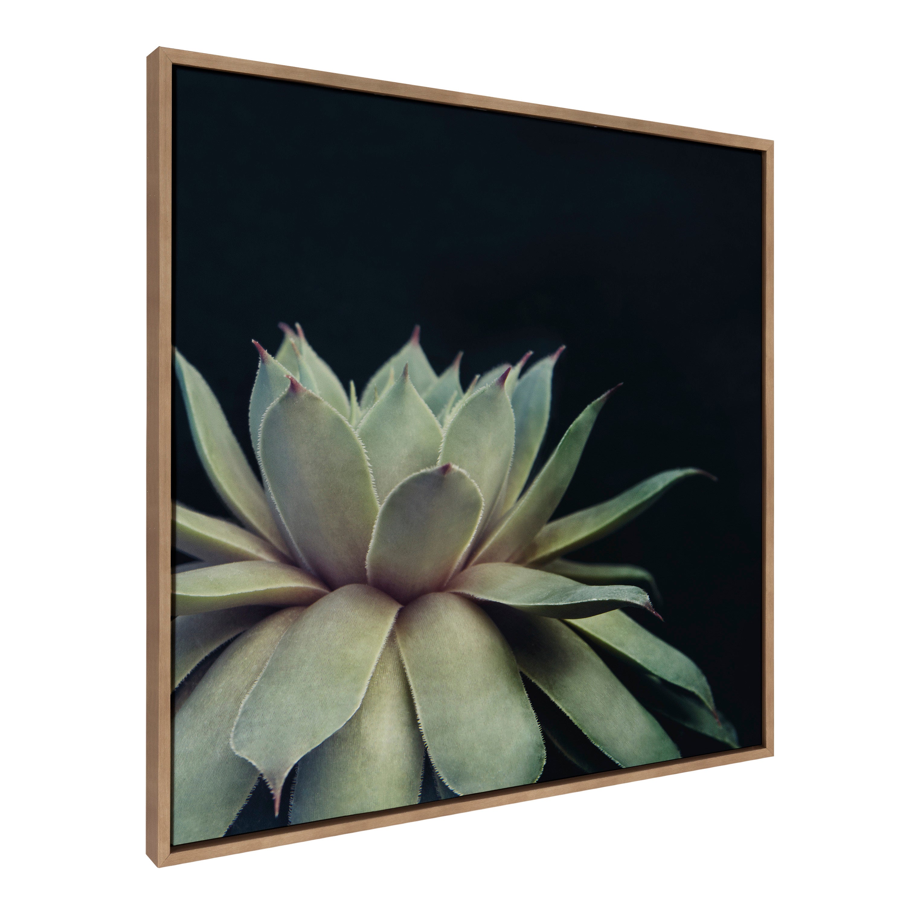Sylvie Succulent Framed Canvas by F2 Images by kateandlaurel - product image 14 for Resin Society