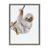 Realistic illustration of a baby sloth hanging from a tree branch with its curved claws, framed in a simple dark wood frame against a white background.