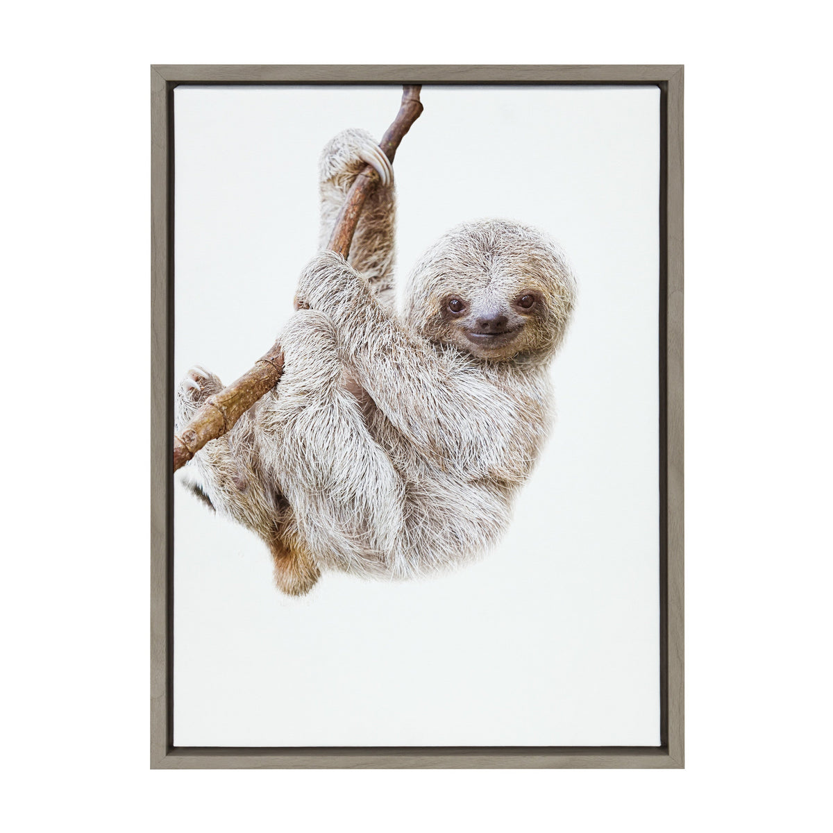 Realistic illustration of a baby sloth hanging from a tree branch with its curved claws, framed in a simple dark wood frame against a white background.