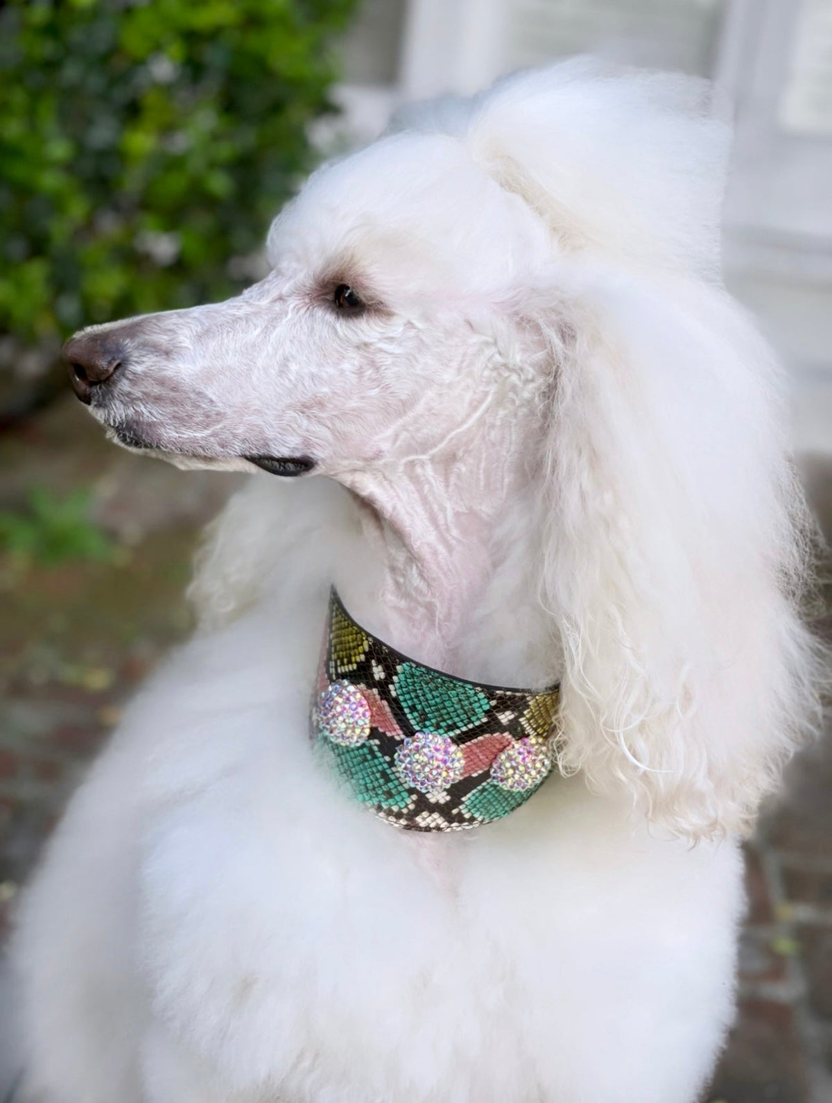 White poodle wearing a wide embossed snake-patterned Italian leather collar in black, turquoise, and pink with Swarovski crystal rivets, shown in profile against greenery
