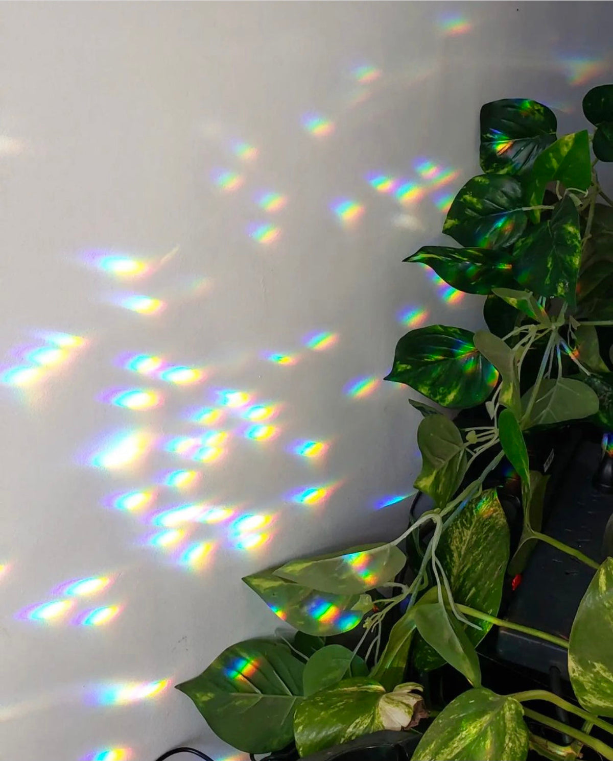 Sunlight passing through a suncatcher creates scattered rainbow light patterns on a pale wall next to vibrant green houseplant leaves.