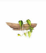 Piece of weathered driftwood mounted horizontally with a small transparent glass vase holding a trailing green plant with heart-shaped leaves.