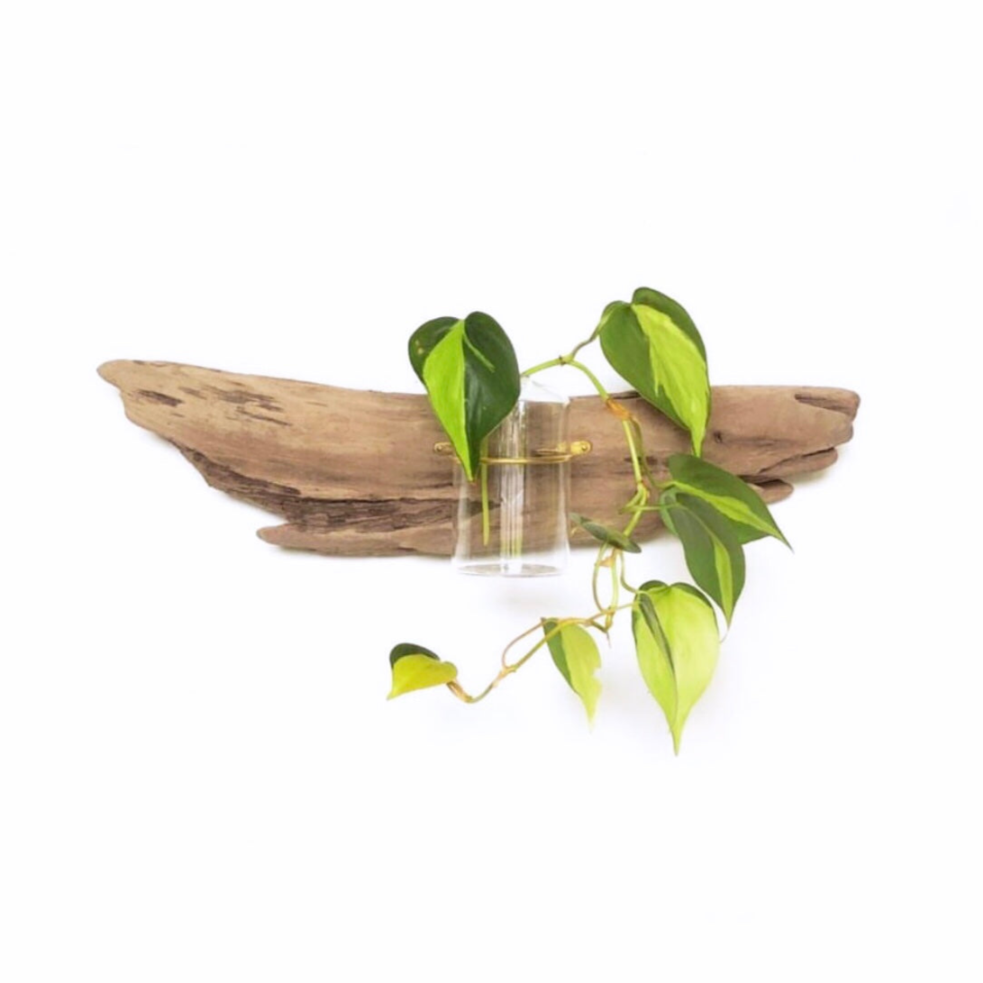 Flora Driftwood Wall Propagation by Vida + Luz with natural driftwood, brass banding, and glass propagation tube