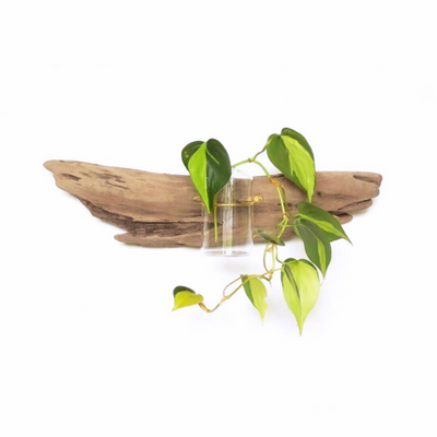 Flora Driftwood Wall Propagation by Vida + Luz with natural driftwood, brass banding, and glass propagation tube