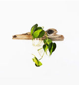 Green heart-shaped leaves growing from clear glass container mounted on a light brown driftwood piece against a white background.