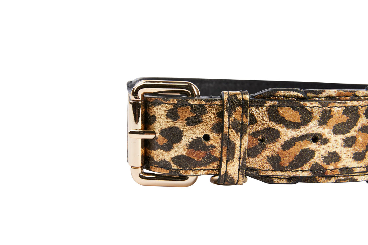 Close-up of a leopard print leather collar featuring gold-tone classic buckle hardware and a matching leather loop against a white background.