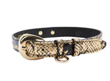 Black and gold snake-patterned collar featuring a shiny gold buckle and a small attached gold D-ring, shown in a curved profile on white background.