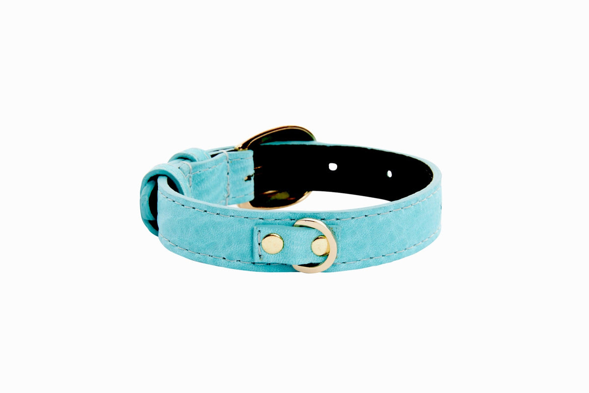 Turquoise blue Italian leather collar with gold oval buckle and matching D-ring, shown on white background