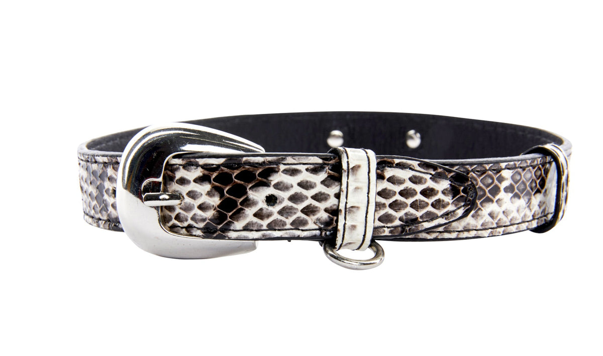 Black and white viper snake patterned collar with a silver oval buckle and matching silver loop, displayed against a white background.