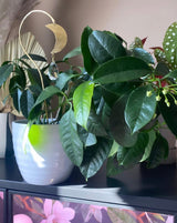 Gold crescent moon suncatcher with a hanging teardrop crystal, placed among green leaves of a potted plant on a black surface under soft light.