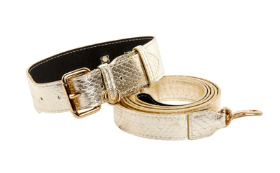 Gold Snake Collar & Leash Set With Classic Hardware by Allysa Payne Beverly Hills - main product image for Resin Society