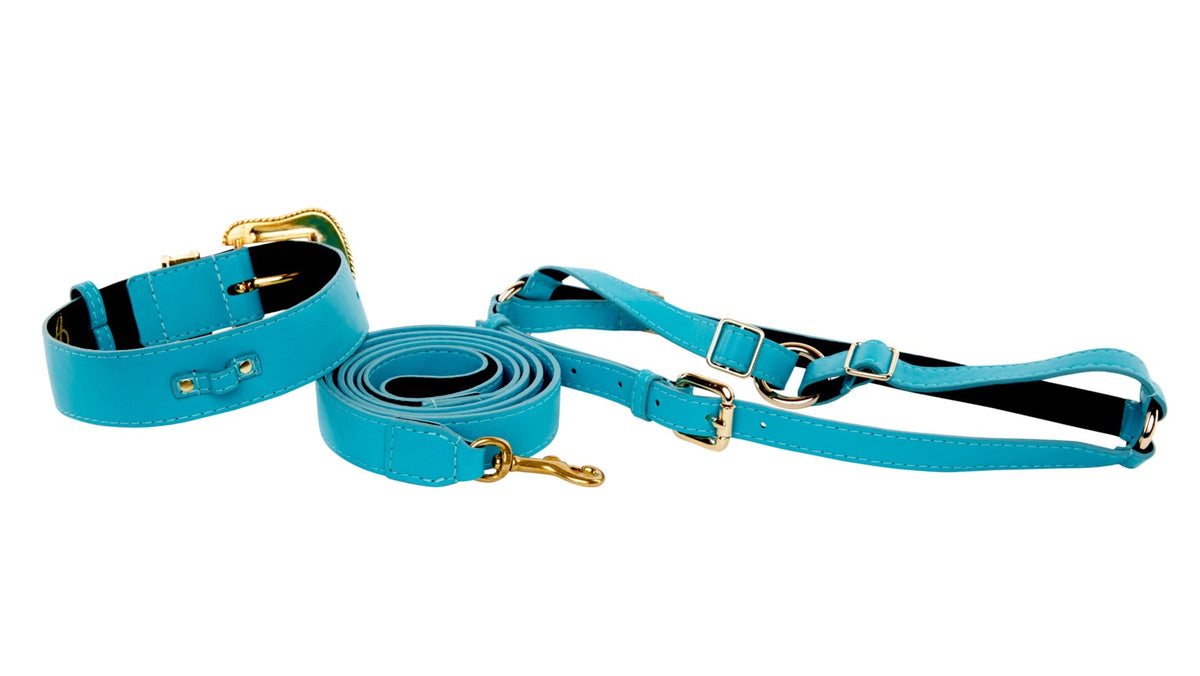 Aqua blue Italian leather dog collar, leash, and harness set with gold hardware and black lining, displayed on a white background.