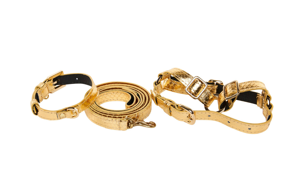 Gold-colored pet collar, leash, and harness set with snake pattern texture and metal buckle details on white background