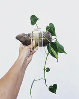 Hand holding a driftwood piece with a clear glass dome attached, showcasing several green heart-shaped leaves growing and trailing downward.