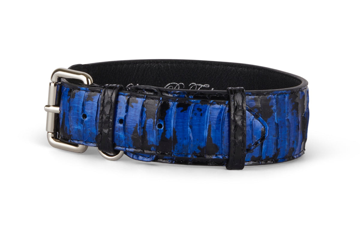 Black and royal blue snake-patterned collar with a silver buckle and black leather interior, showing a textured and glossy finish.