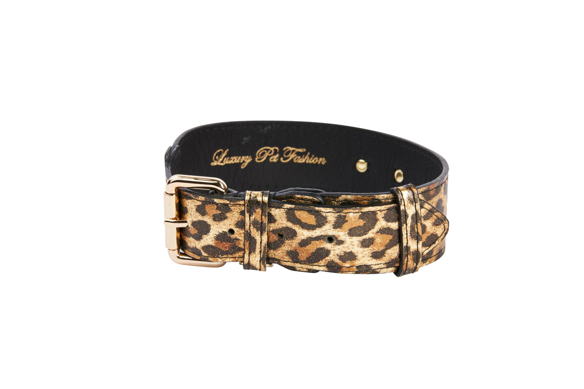 Leopard print Italian leather collar with black leather interior and gold classic buckle hardware.
