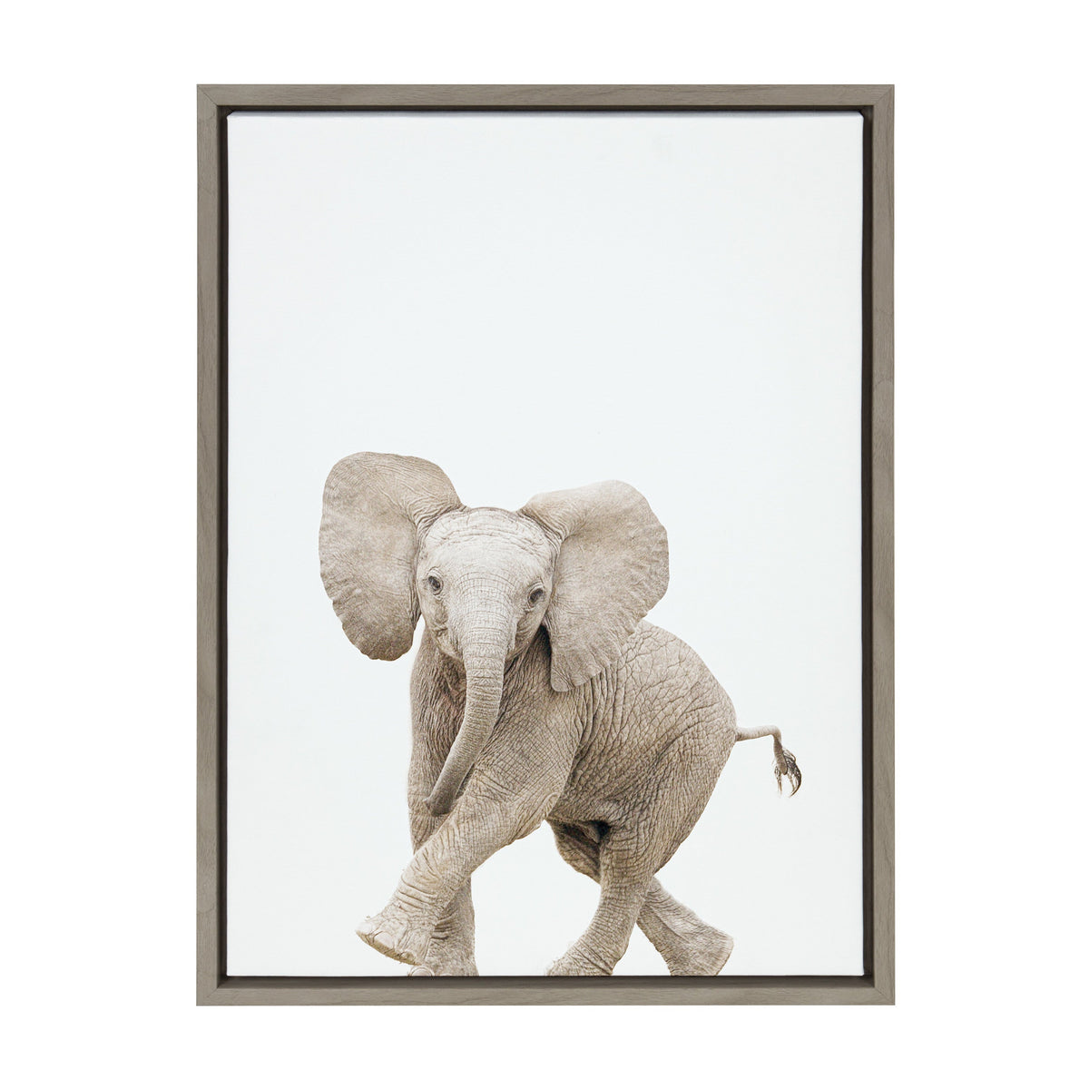 Realistic painting of a small elephant calf with wrinkles and large ears, walking forward on a plain white background in a simple dark wooden frame.