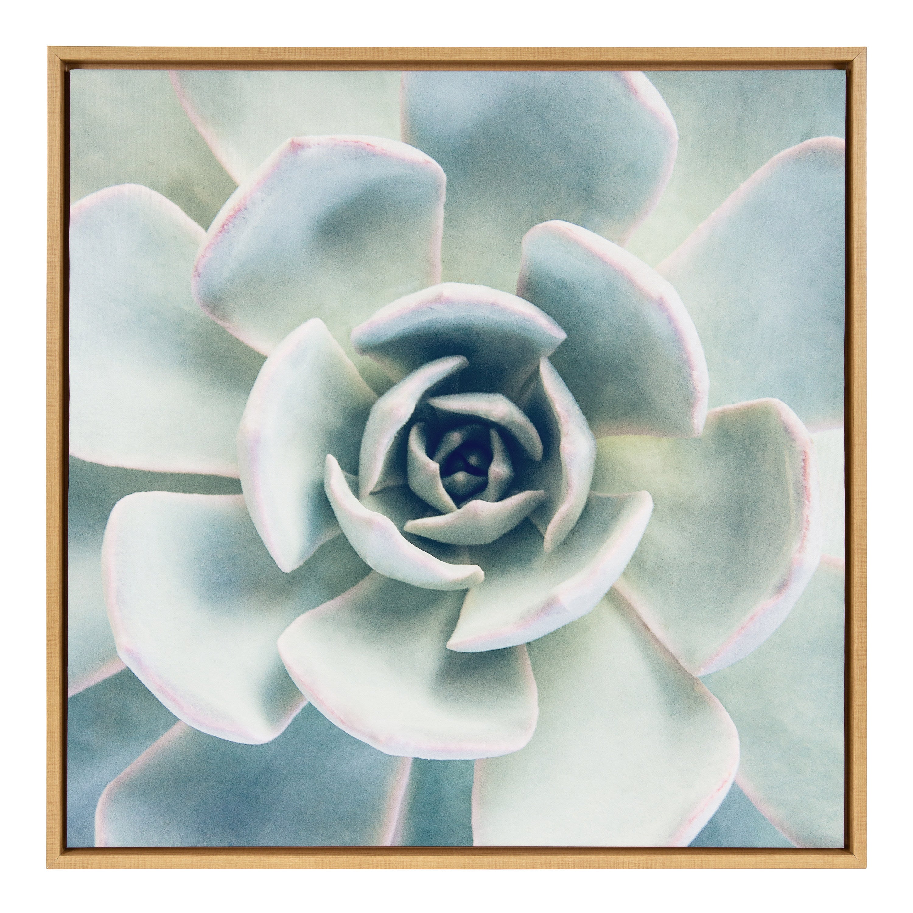 Sylvie Succulent 7 Framed Canvas by kateandlaurel - product image 6 for Resin Society