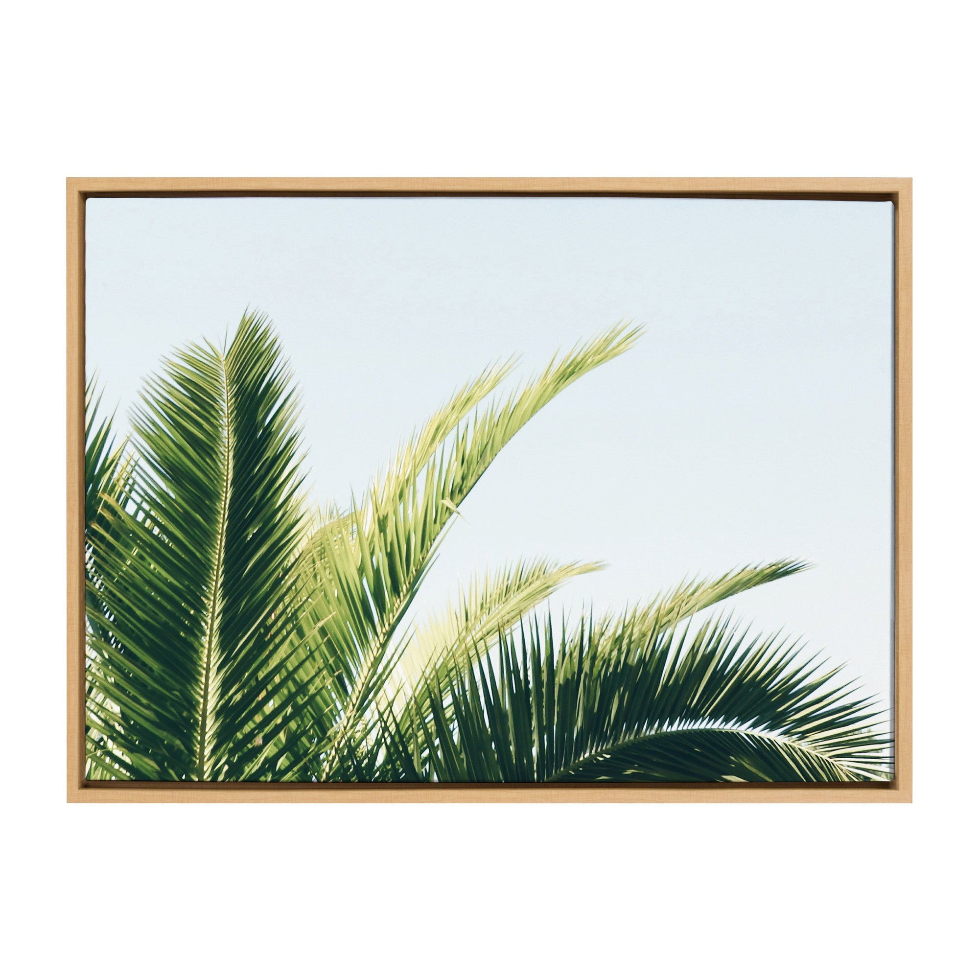 Sylvie Tropical Palm Under Blue Sky Framed Canvas by kateandlaurel - main product image for Resin Society