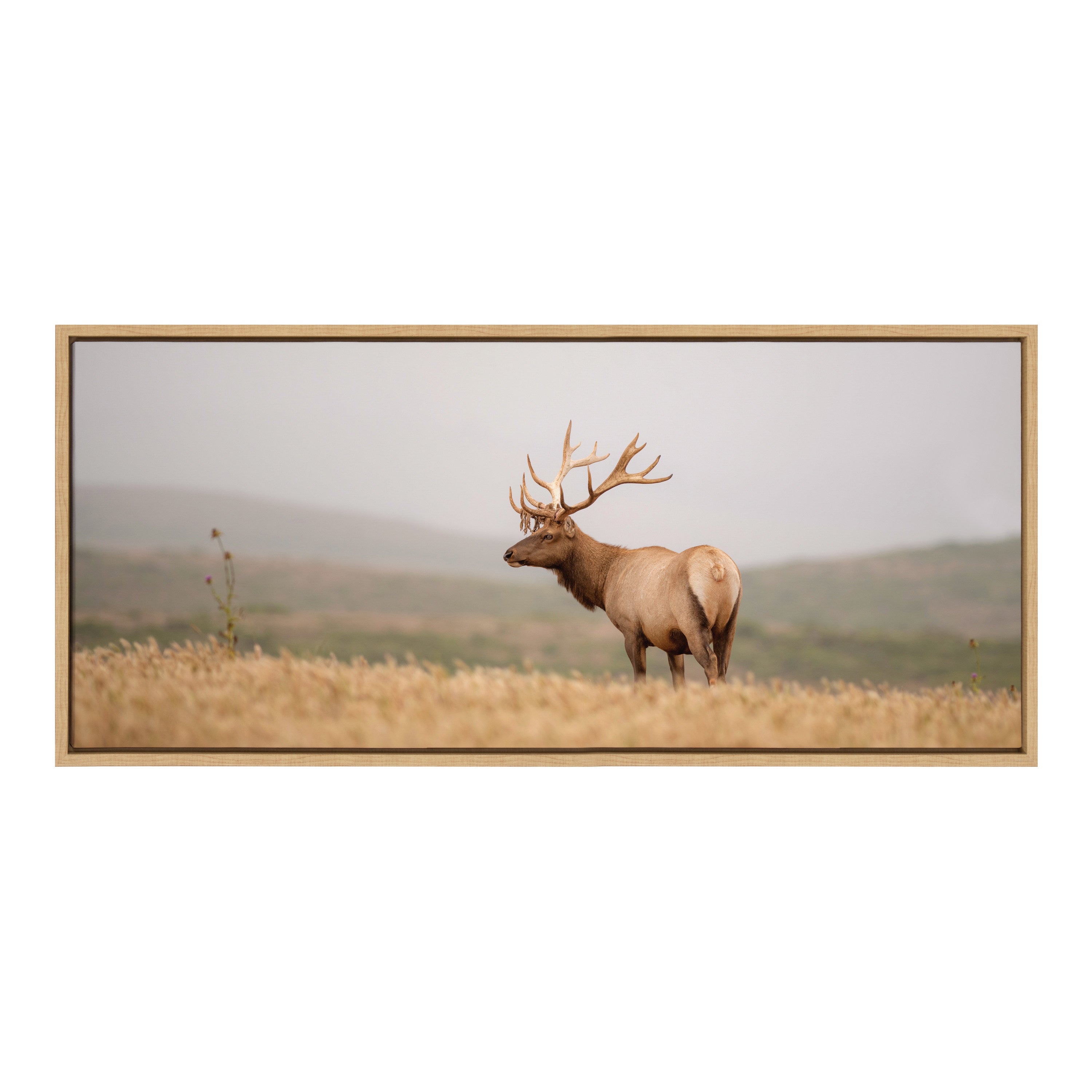 Sylvie Tule Elk No 3 Framed Canvas by kateandlaurel - product image 2 for Resin Society