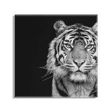 Tiger Minimalist Animal Portrait on Black Close Crop Floating Acrylic by kateandlaurel - product image 2 for Resin Society