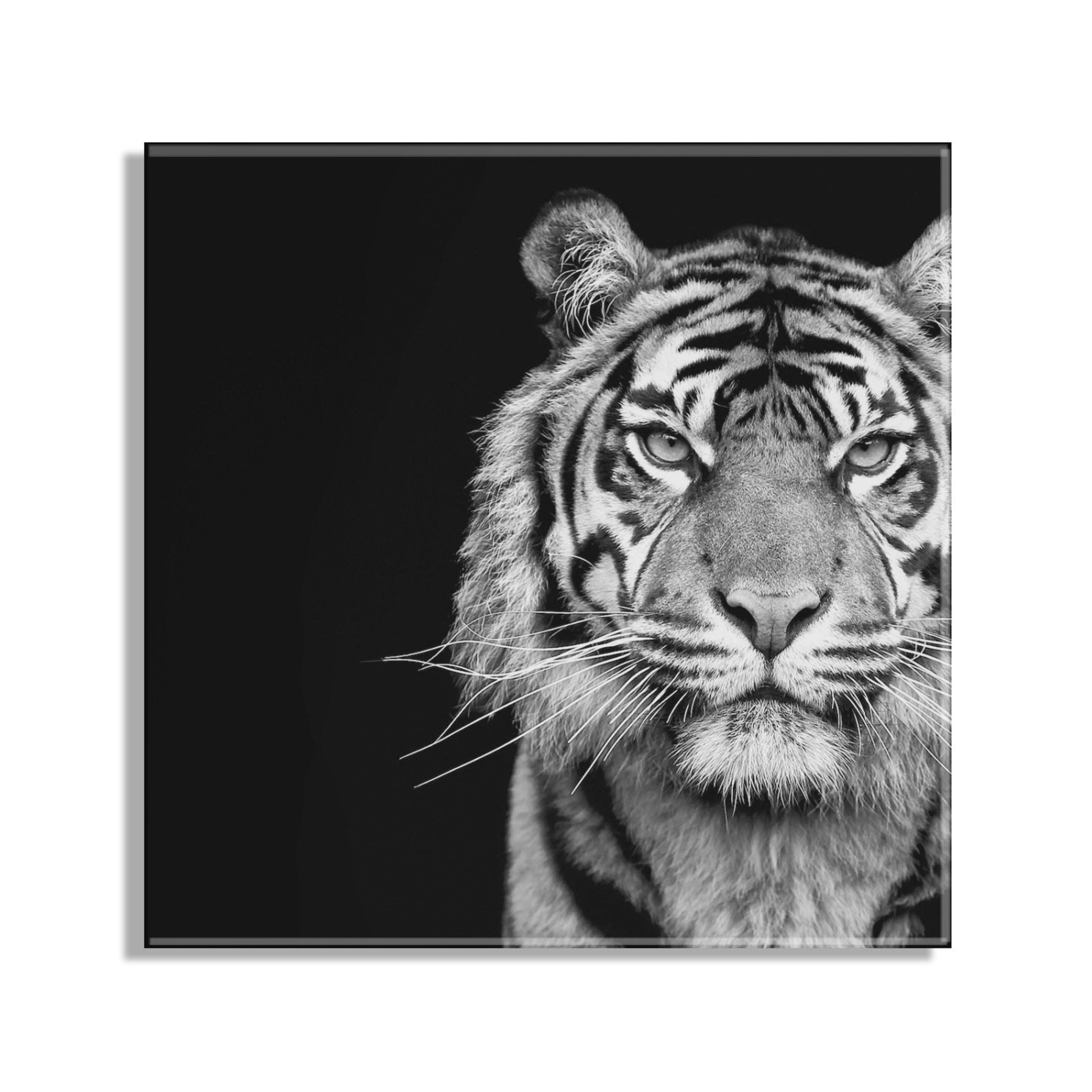 Tiger Minimalist Animal Portrait on Black Close Crop Floating Acrylic by kateandlaurel - product image 2 for Resin Society