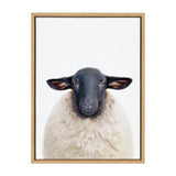 Framed portrait of a black-faced Dorper sheep with fluffy white wool against a plain white background, captured frontally.