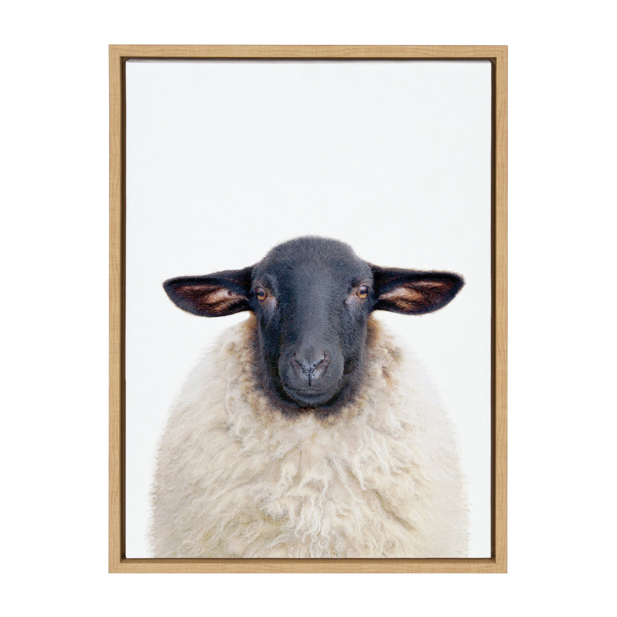 Framed portrait of a black-faced Dorper sheep with fluffy white wool against a plain white background, captured frontally.