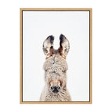 Framed portrait of a fluffy gray burro with dark-tipped ears against a white background, emphasizing its face and upright ears.