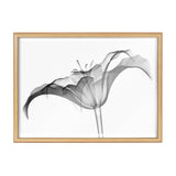 Black and white X-ray style botanical print of a lily flower with translucent petals and visible stamen, framed in light wood against a white background.