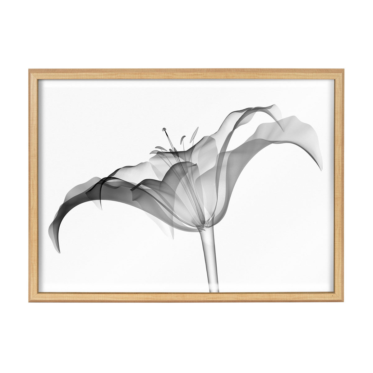 Black and white X-ray style botanical print of a lily flower with translucent petals and visible stamen, framed in light wood against a white background.